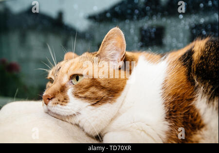 Cute cat mélancolique pensif les yeux ouverts sur l'arbre de chat près de la fenêtre avec des gouttes de la pluie sur la vitre Banque D'Images