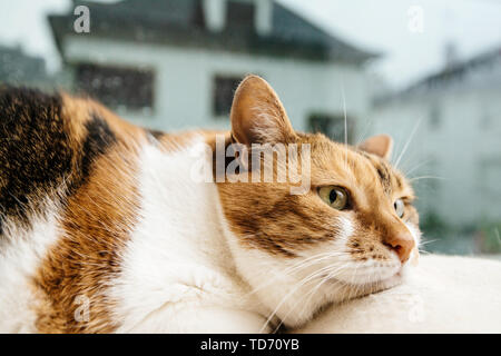 Cute cat mélancolique pensif dormant sur le chat arbre près de la fenêtre avec des gouttes de la pluie sur la vitre Banque D'Images