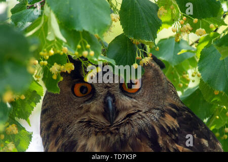 Bebe Oiseau Est Tombe De L Arbre Et Mort Dans La Rue Photo Stock Alamy