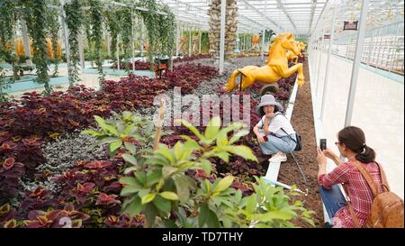 (190613) -- SHOUKE BUSINESS, 11 juin 2019 (Xinhua) -- Les touristes de prendre des photos dans un parc industriel agricole dans Zishan Canton de comté, de l'Est Chine Shouke Business District administratif de la Province, 28 septembre 2018. Shouke Business est le point de départ de la Longue Marche, une manoeuvre militaire menée par les travailleurs chinois et paysans de l'Armée Rouge de 1934 à 1936. La Chine a lancé une activité qui va prendre les journalistes à retracer l'itinéraire de la Longue Marche. L'activité vise à rendre hommage aux martyrs révolutionnaires et passant sur les traditions de la révolution, alors que le pays célèbre le 70e anniversaire de la fondation Banque D'Images