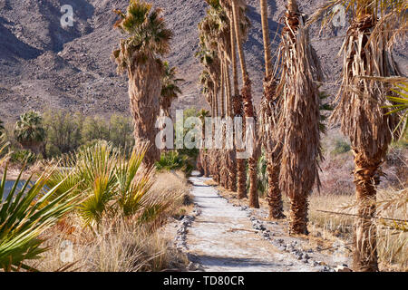 Zzyzx, CA, USA. 21 Jan, 2019. L'abandonné Zzyzx sources minérales et Spa. Zzyzx anciennement Soda Springs dans le Mojave National Preserve. Crédit : Ian L. Sitren/ZUMA/Alamy Fil Live News Banque D'Images