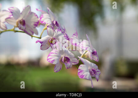 Phalaenopsis Banque D'Images