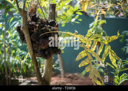 Variété de fougères tropicales au Sri Lanka au jardin des plantes et épices Banque D'Images