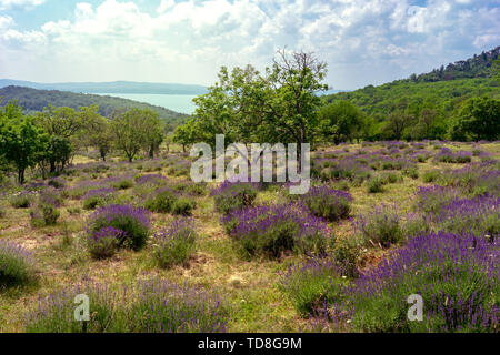 Ancien domaine Levander à Tihany en Hongrie avec vue sur le lac Balaton Banque D'Images