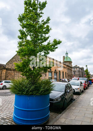 Des arbres dans de grands pots apparaissent dans l'aire de stationnement de rue, Corn Exchange, Constitution Street, Leith, Edinburgh, Ecosse, Royaume-Uni Banque D'Images