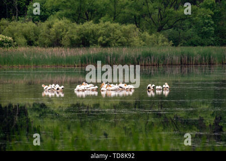 Un troupeau de pélicans blancs (Pelecanus erythrorhynchos) reste sur un étang lors de la migration. Fitchburg, Wisconsin, USA. Banque D'Images