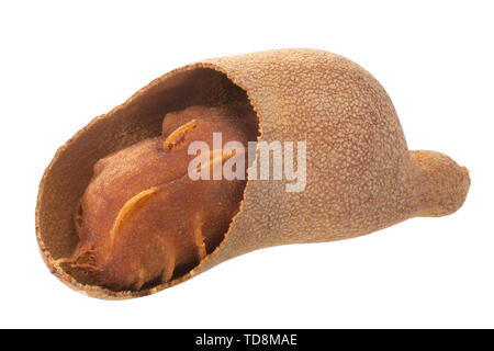 Gousse de tamarinier (Tamarindus indica), de fruits, de pâtes exposés, isolé Banque D'Images
