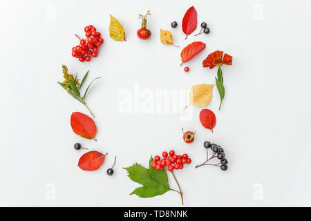 Composition florale d'automne. Petits fruits Plantes viburnum, Rowan, dogrose, fleurs, feuilles colorées sur fond blanc. L'écologie des plantes naturelles automne wa Banque D'Images