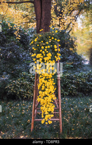 Plante en pot chrysanthème Banque D'Images