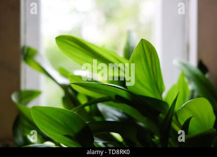 Florifère avec des feuilles vert vif près de la fenêtre avec un arrière-plan flou. Banque D'Images