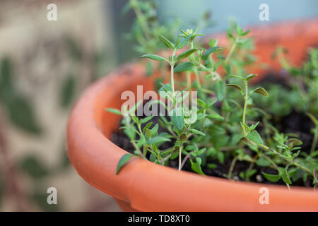 Les jeunes pousses de thym dans un pot en argile, front view Banque D'Images