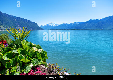 Fleurs lumineuses contre les montagnes et le lac Léman à Montreux. La Suisse Banque D'Images