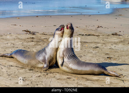 Les éléphants de mer se reposant sur la plage en Californie, USA Banque D'Images