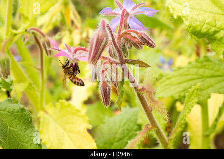 De plus en plus d'abeilles pollinisent la bourrache dans un jardin à Maple Valley, Washington, USA Banque D'Images