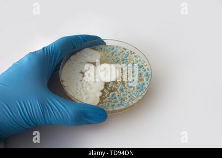 Gloved hand holding champignon in petri dish Banque D'Images