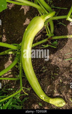 Zucchino Rampicante Squash poussant dans un jardin à Maple Valley, Washington, USA. La célèbre famille italienne vining courgette et pumpkin ; long slend Banque D'Images