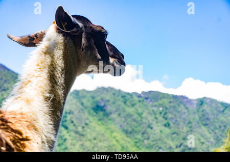 Ce petit llama a été vu errer dans les ruines de Machu Picchu. Banque D'Images