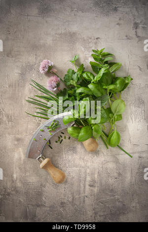 Assortiment de plantes aromatiques fraîches herbes culinaires avec une lame de couteau mezzaluna grunge sur un fond gris texturé avec copie espace au-dessus et au-dessous Banque D'Images