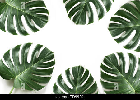 Feuillage Monstera comme frontière sur blanc. Avec copie espace isolé. Châssis d'été pour la conception. Mise à plat. Vue d'en haut. Banque D'Images