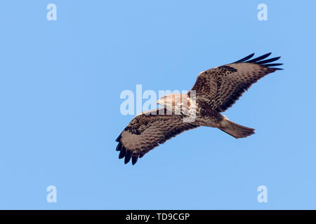 Buse variable (Buteo buteo) en vol, vue de dos Banque D'Images