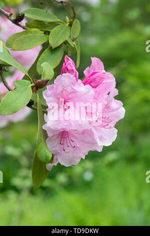 Rhododendron 'Pink pearl' la floraison au printemps. UK Banque D'Images