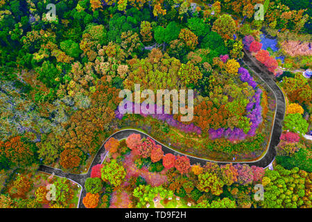 Décor de l'automne dans la région de la forêt dense écologique de la Nanjing Yuhuatai Scenic Area. Banque D'Images