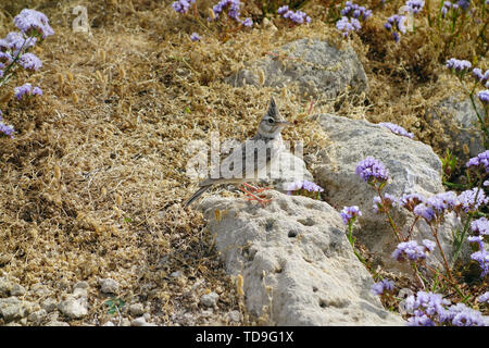 Alouette à crête, Galerida cristata cypriaca, Haubenlerche, búbos pacsirta, Paphos, Chypre, Europe Banque D'Images