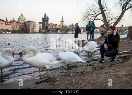 Prague, République tchèque, le 21 mars 2019 : La jeune fille à la recherche de cygnes qui est sortie de la rivière, sur l'arrière-plan de la vieille ville de Prague Banque D'Images