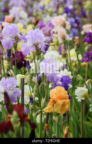 Affichage mixte de haut irisies barbu dans un jardin border - mai Banque D'Images