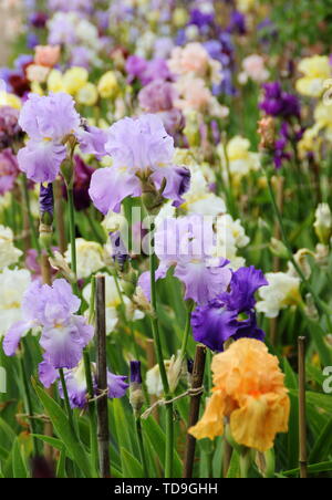 Affichage mixte de haut irisies barbu dans un jardin border - mai Banque D'Images