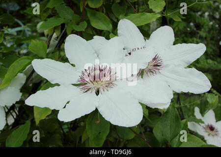 Clematis 'Wedding Day' en fleurs - Juin Banque D'Images