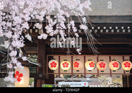 Sanctuaire Hirano Kyoto nuit cherry blossom cherry Banque D'Images