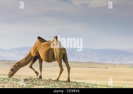 En été, un pâturage sur le désert de Gobi bimodale à Fuyun County, au Xinjiang Banque D'Images