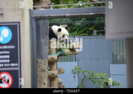 Grand panda Xiang Xiang est photographié à l'Ueno Zoological Gardens à Tokyo le 12 juin 2019. Xiang Xiang, le panda géant né à Tokyo's Zoo de Ueno en 2017, a célébré son deuxième anniversaire en ce jour. Credit : Hitoshi Mochizuki/AFLO/Alamy Live News Banque D'Images