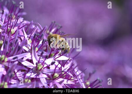 Schleswig, Deutschland. 09Th Juin, 2019. 02.06.2019, Close-up de la planète de sang d'un oignon, poireau géant d'ornement Allium Globemaster avec abeille dans un lit dans Schleswig. Ordre : Brassicoideae (Brassicoideae), Famille : Amaryllidacées Amaryllis (CIRES), sous-famille : POIREAU Allium (Allioideae), Tribus : Allieae, Genre : Allium, essence : poireaux géant Credit : dpa/Alamy Live News Banque D'Images