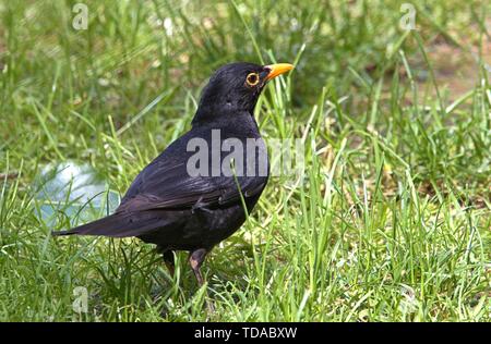 Schleswig, Deutschland. 09Th Juin, 2019. Un mâle Blackbird (Turdus merula) ou Noir Bicknell s'exécute sur le terrain sur le terrain. Ordre : Passeriformes (Passériformes), sous-Ordre : Songbird (Passeri), Famille : grives (Turdidae), sous-famille : Turdinae, Genre : du vrai grives (Turdus), essence : Blackbird | Conditions de crédit dans le monde entier : dpa/Alamy Live News Banque D'Images