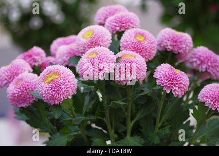 Chrysanthemum Banque D'Images