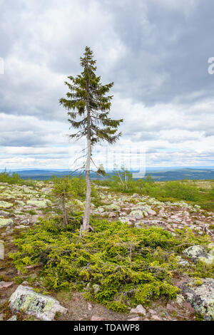 Old Tjikko une épinette célèbre känt för plus ancien arbre de la montagne suédoise Banque D'Images