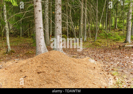 Fourmilière dans une forêt de conifères Banque D'Images