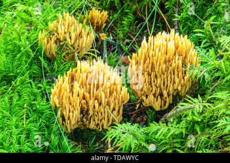 Corail jaune champignons poussant dans la mousse verte dans la forêt Banque D'Images