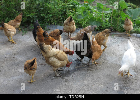 Poulet indigène Hillside Banque D'Images