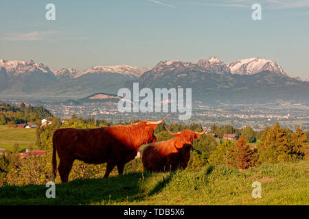 Les vaches Highland dans Rhin-Vallée (vallée du Rhin) avec Appenzell massif en fond - Farnach, Vorarlberg, Autriche Banque D'Images