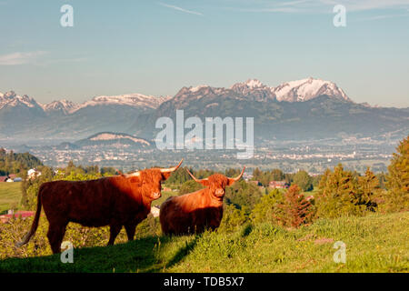 Les vaches Highland dans Rhin-Vallée (vallée du Rhin) avec Appenzell massif en fond - Farnach, Vorarlberg, Autriche Banque D'Images