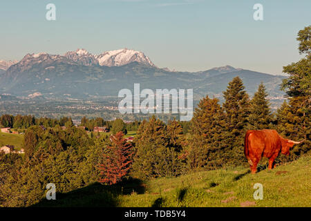 Les vaches Highland dans Rhin-Vallée (vallée du Rhin) avec Appenzell massif en fond - Farnach, Vorarlberg, Autriche Banque D'Images