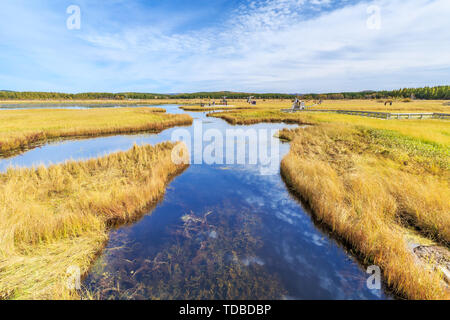 Qixing Lake Automne couleur dans les zones humides des Prairies Saihanba National Forest Park, Paddock County, Province de Hebei Banque D'Images