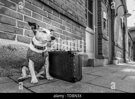 Jack Russell chien abandonné et laissé tout seul sur la route ou de la rue, avec une assurance sac , ne demandant qu'à être adopté Banque D'Images