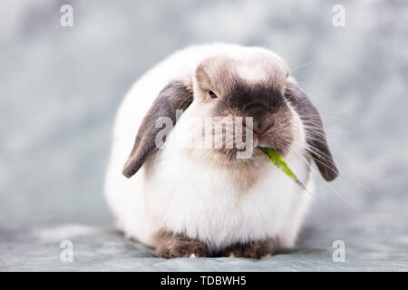 Mini Lapin Bélier Banque D'Images