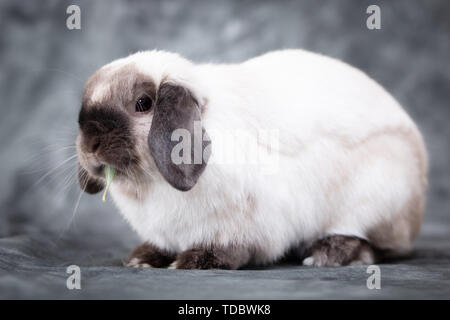 Mini Lapin Bélier Banque D'Images