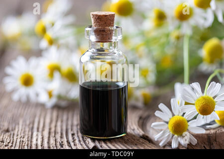 Une bouteille de bleu foncé de l'huile essentielle de camomille et de fleurs fraîches Banque D'Images