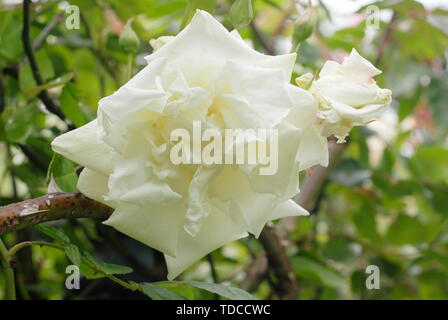 Rosa 'Mrs Herbert Stevens'. Fleurs parfumées de Mme Herbert Stevens floraison rose d'escalade à la fin du mois de mai Banque D'Images